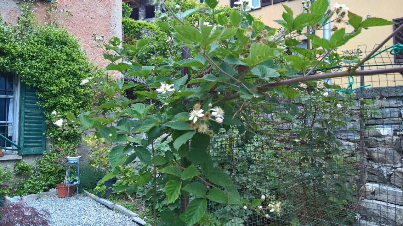 卡萨帝卡米拉住宿加早餐旅馆 Carate Urio 外观 照片